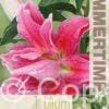 Lilium Lulu - RB