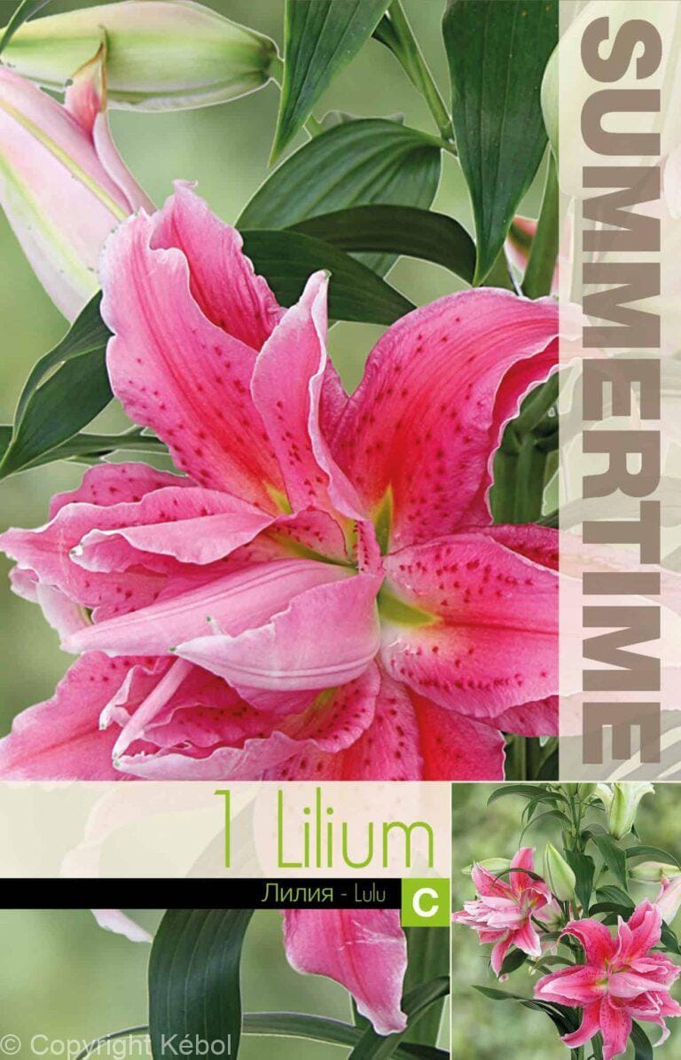Lilium Lulu - RB