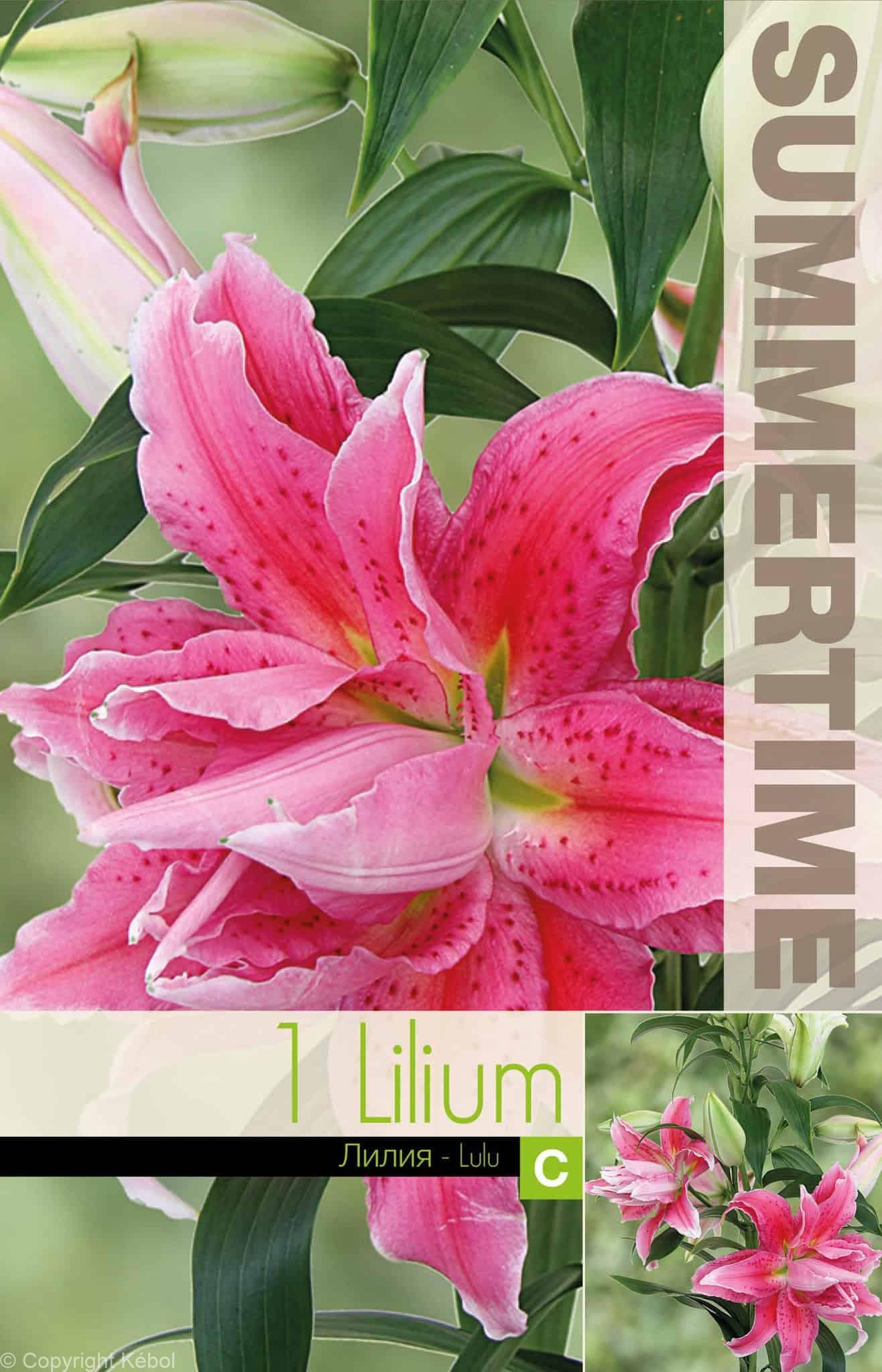 Lilium Lulu - RB