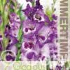 Gladiolus Vista - RB