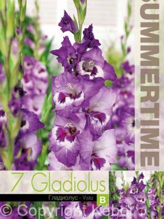 Gladiolus Vista - RB