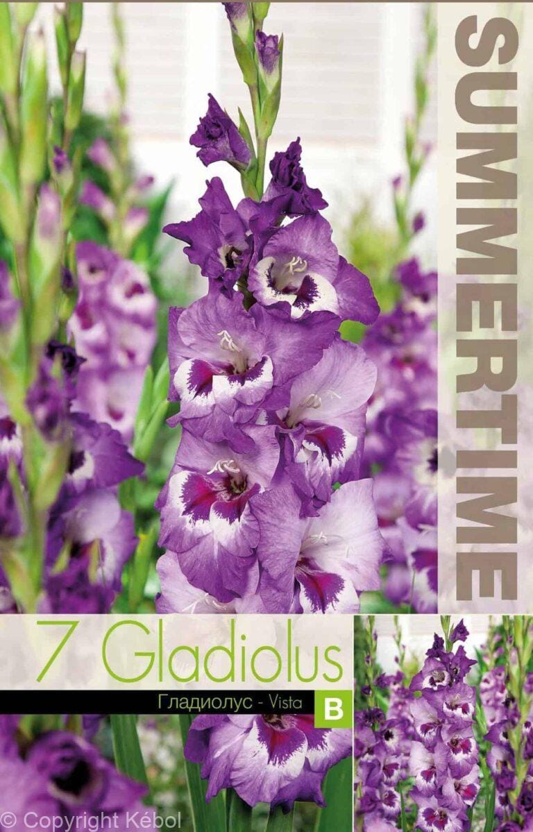Gladiolus Vista - RB