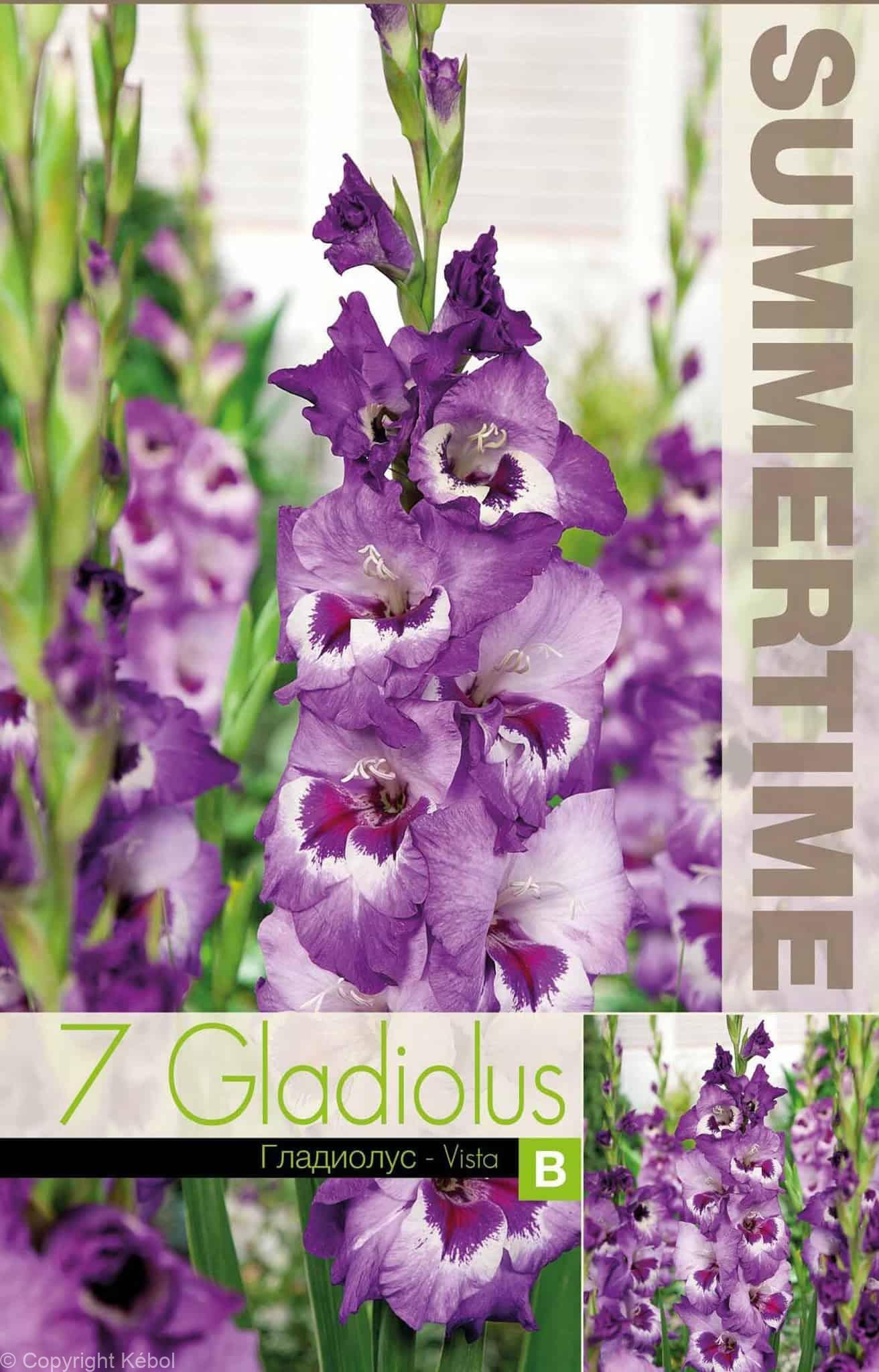 Gladiolus Vista - RB