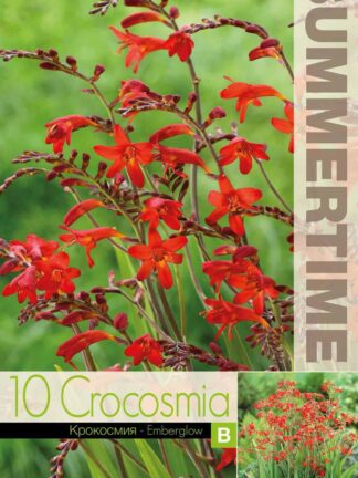 Crocosmia Emberglow - RB