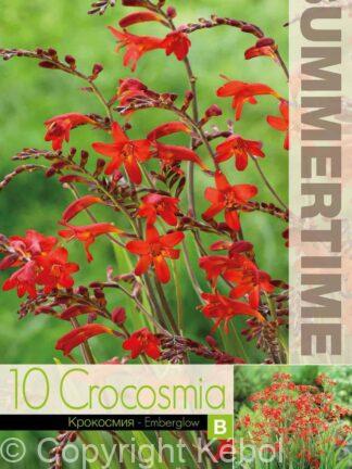 Crocosmia Emberglow - RB