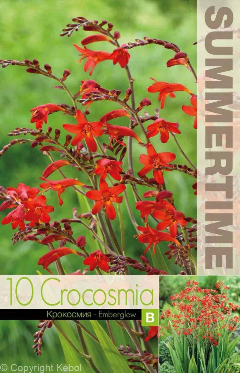Crocosmia Emberglow - RB