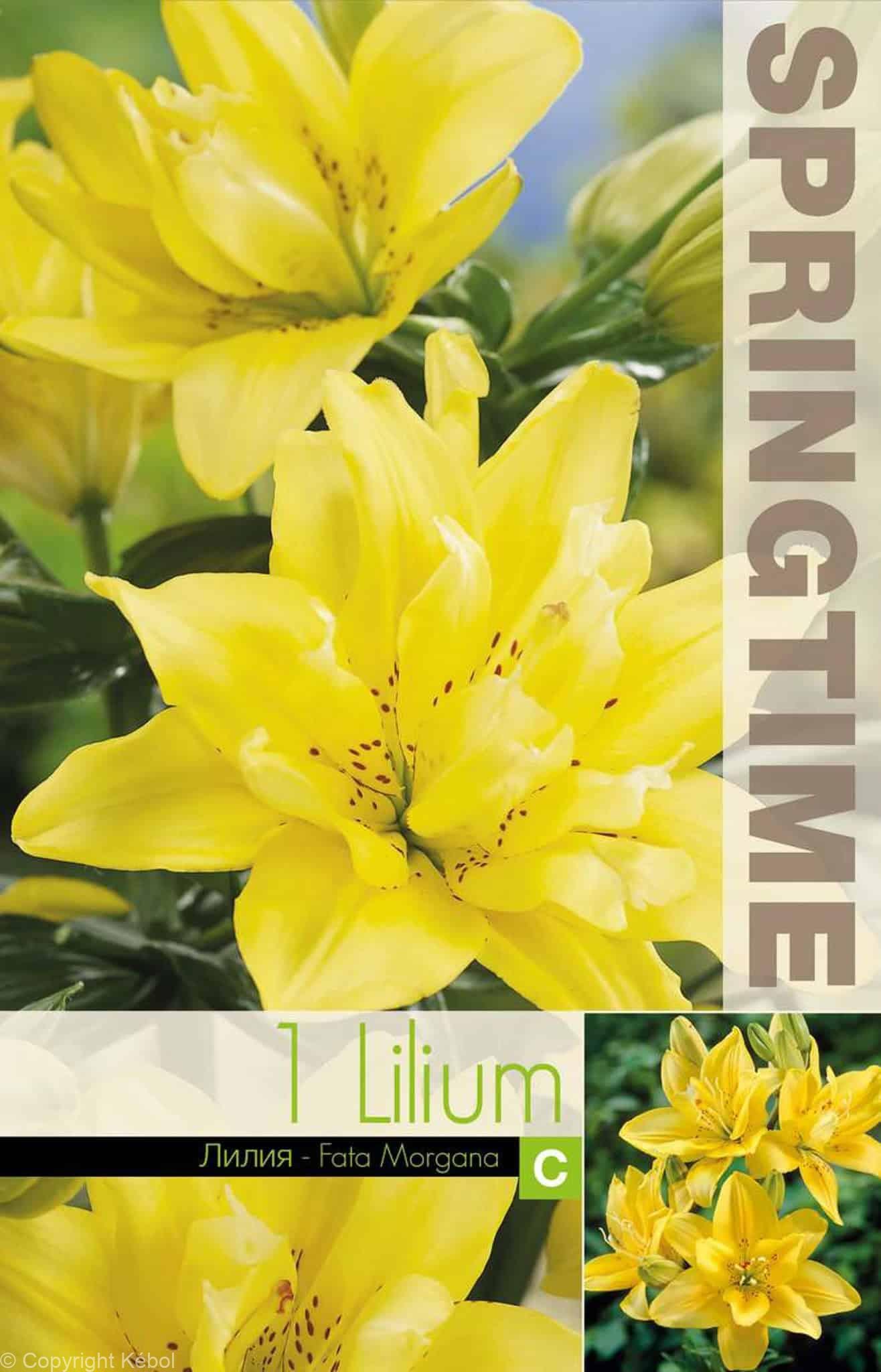 Lilium Rapid Romance - RB