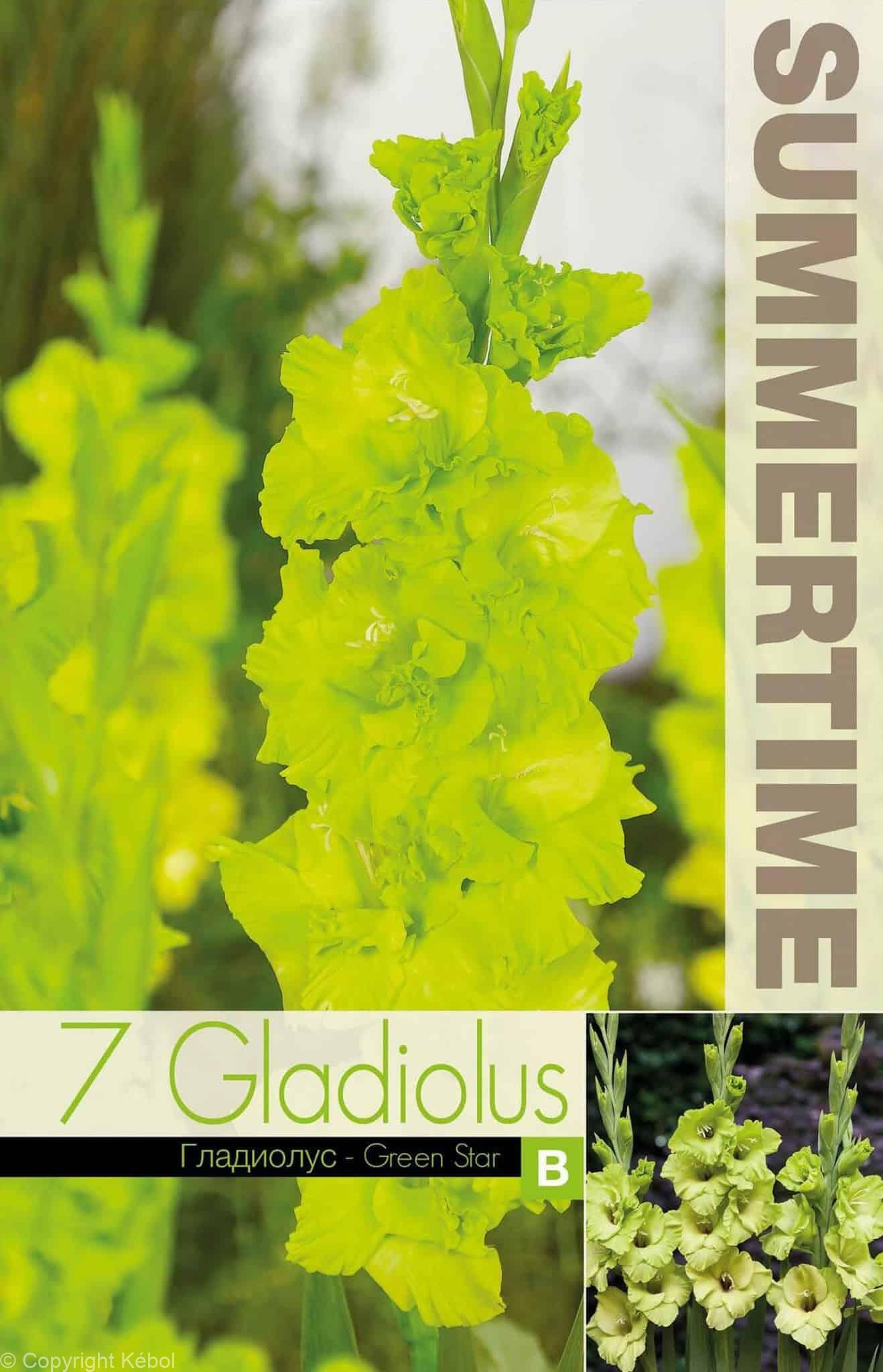 Gladiolus Green Star - RB
