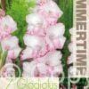 Gladiolus My Love - RB