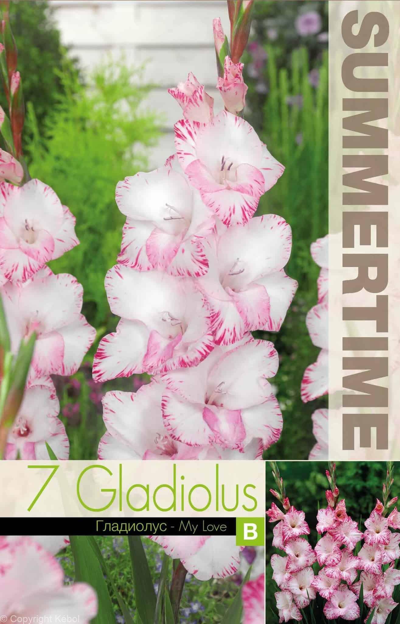 Gladiolus My Love - RB