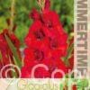 Gladiolus Oscar - RB