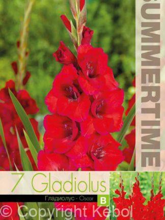 Gladiolus Oscar - RB