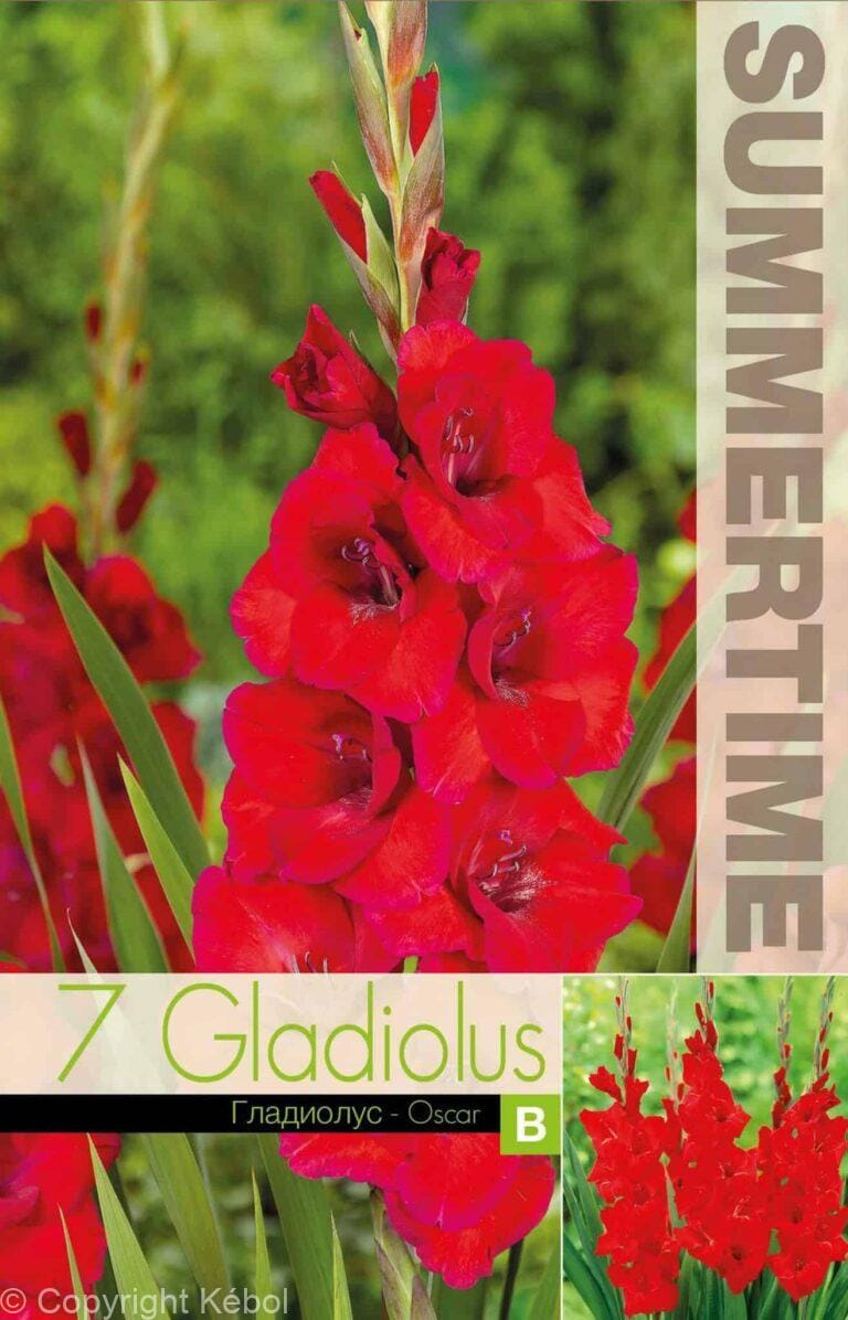 Gladiolus Oscar - RB