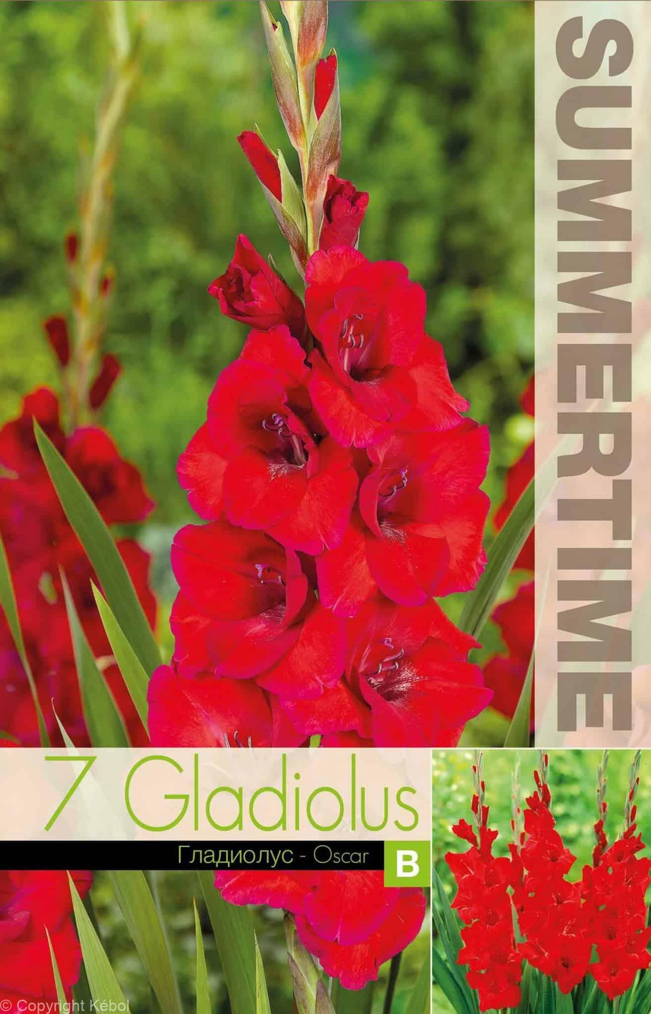 Gladiolus Oscar - RB