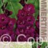 Gladiolus Plum Tart - RB