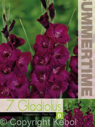 Gladiolus Plum Tart - RB