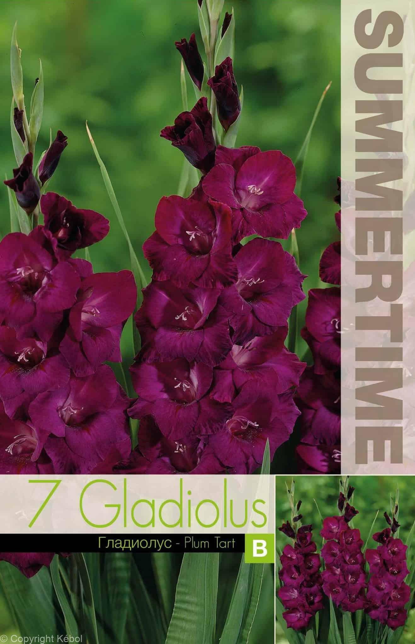 Gladiolus Plum Tart - RB