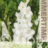 Gladiolus White Prosperity - RB