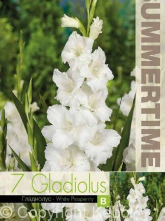 Gladiolus White Prosperity - RB