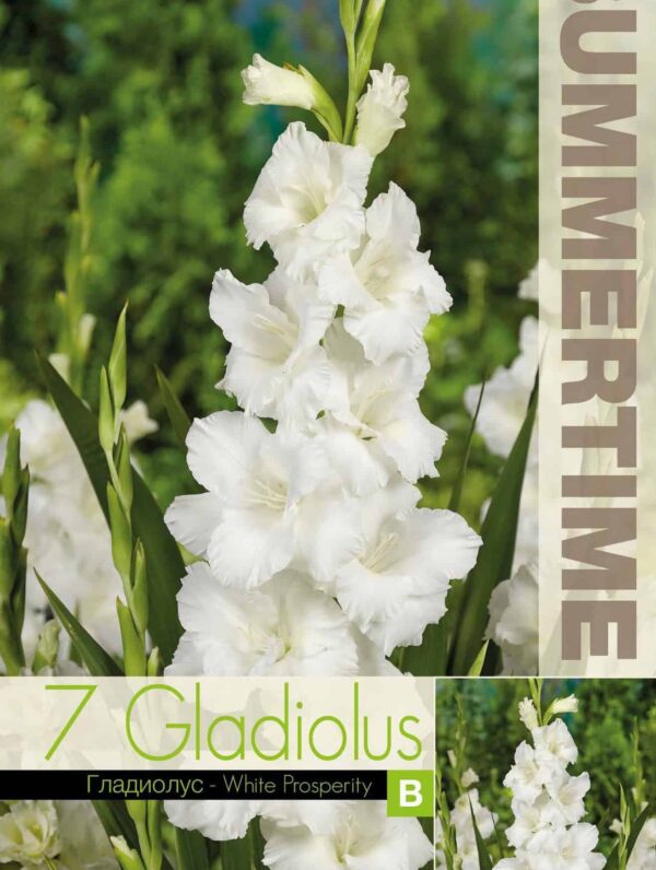 Gladiolus White Prosperity - RB
