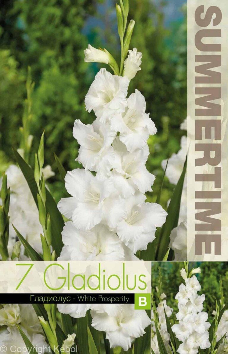 Gladiolus White Prosperity - RB