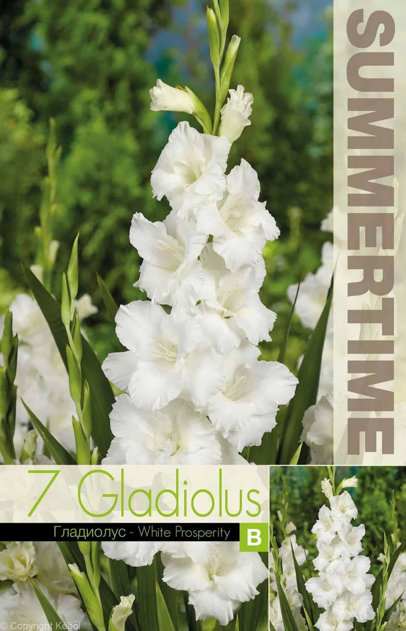 Gladiolus White Prosperity - RB