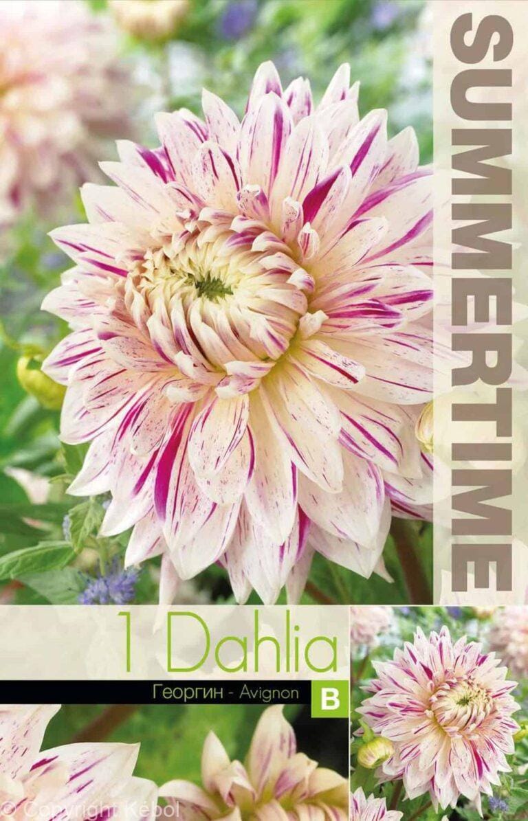 Dahlia Avignon - RB