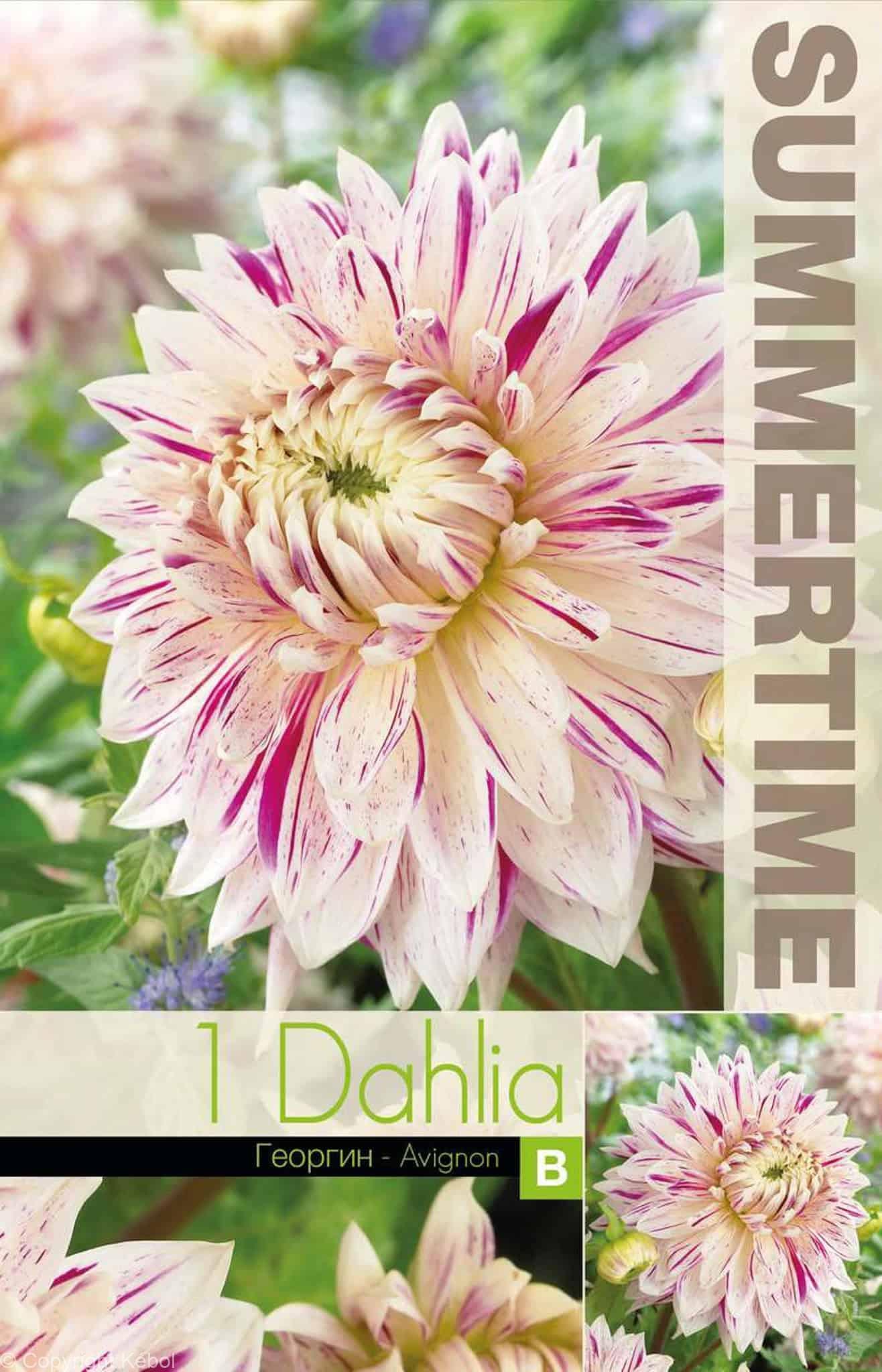 Dahlia Avignon - RB
