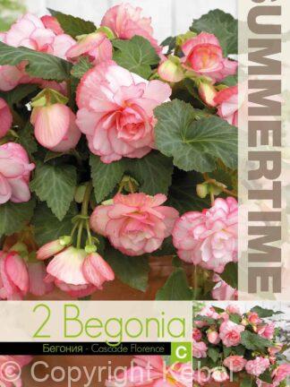 Begonia Cascade Florence - RB