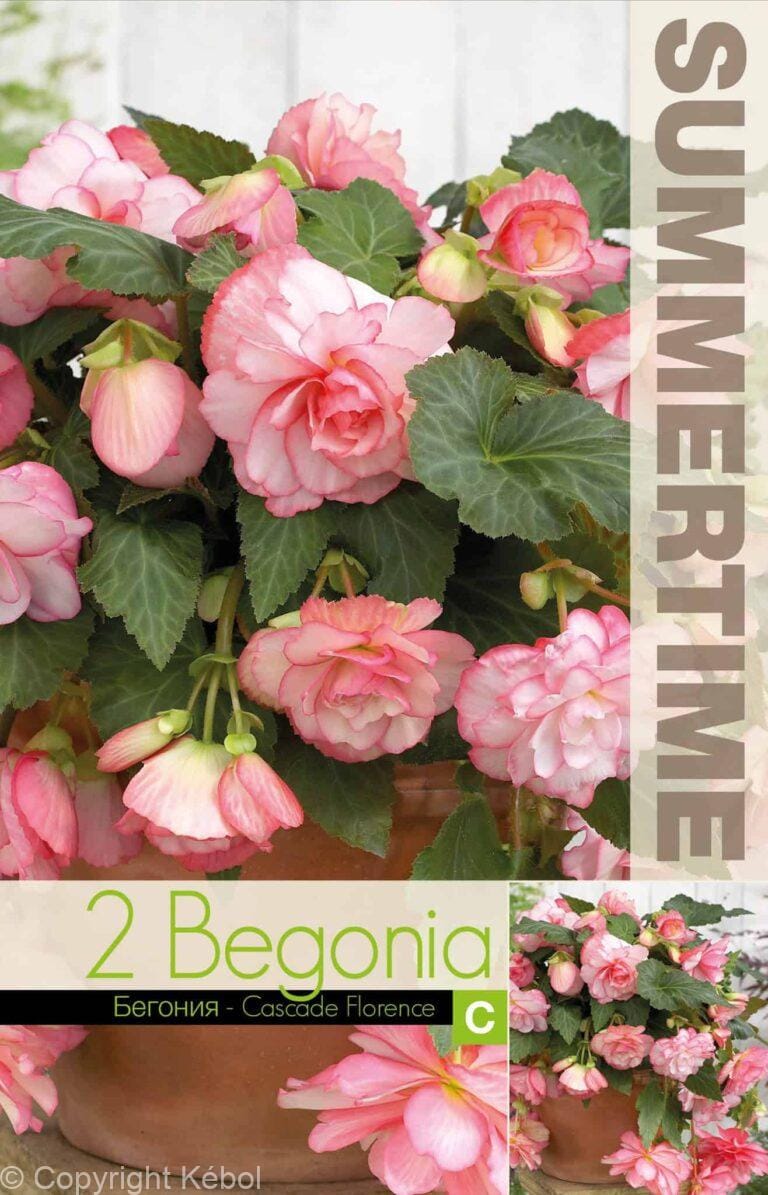 Begonia Cascade Florence - RB