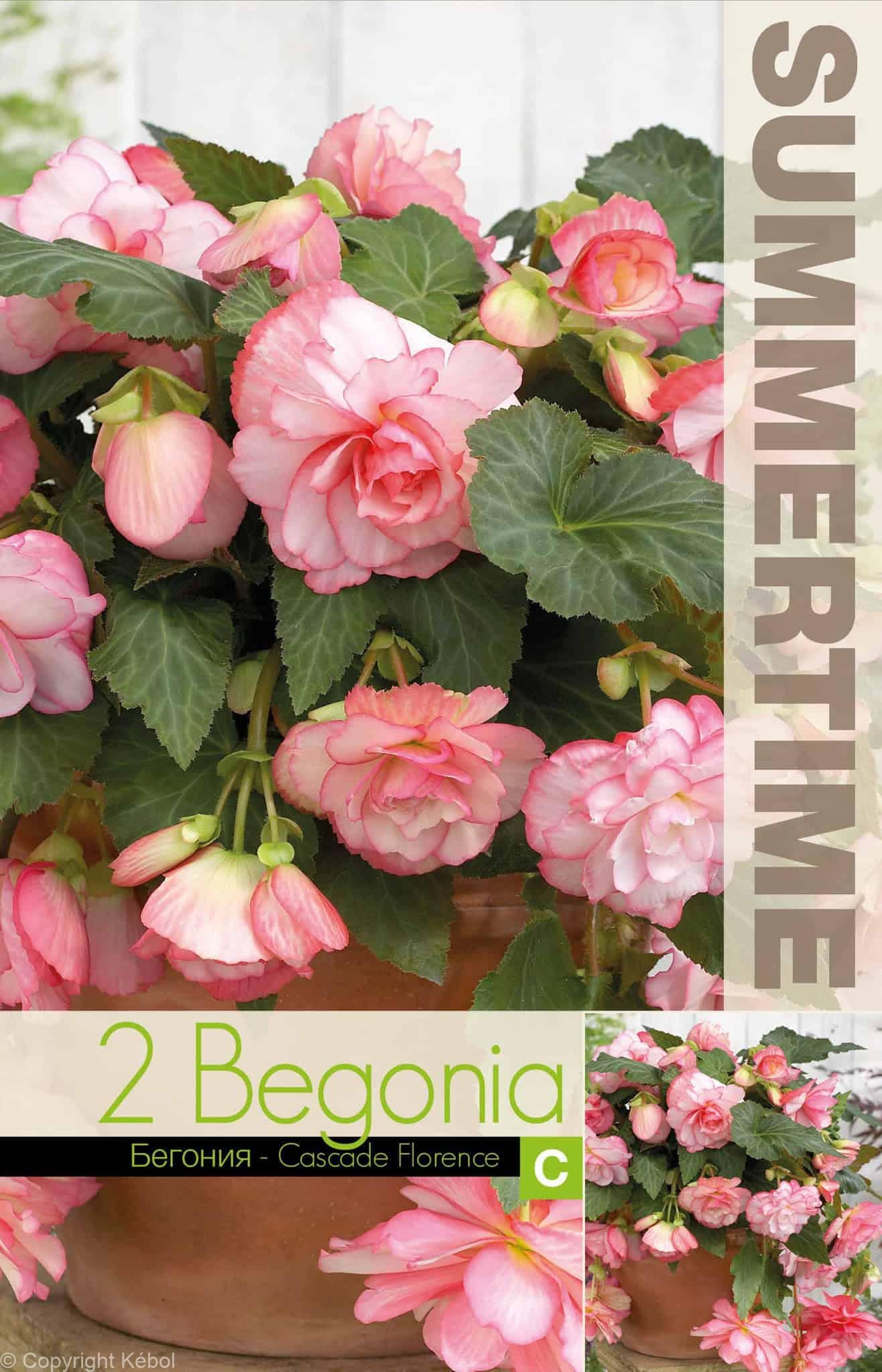 Begonia Cascade Florence - RB