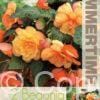 Begonia Cascade Sunray - RB