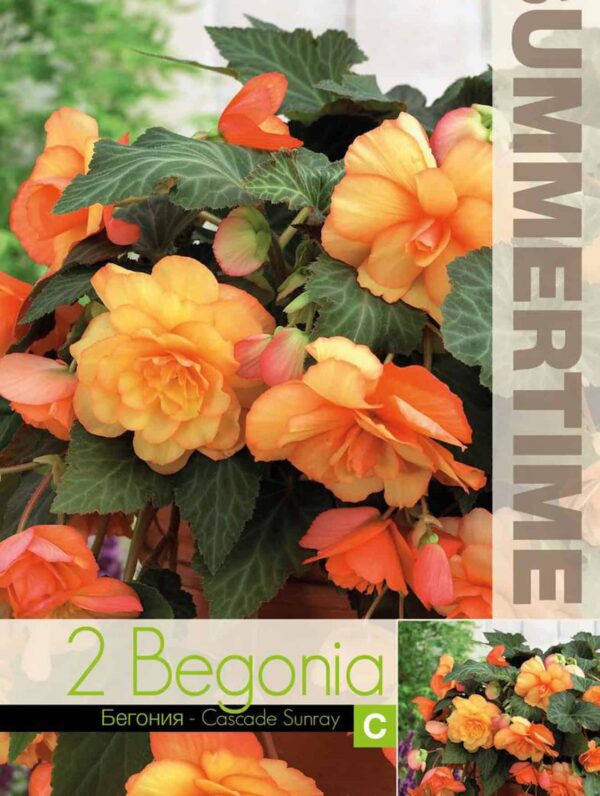 Begonia Cascade Sunray - RB