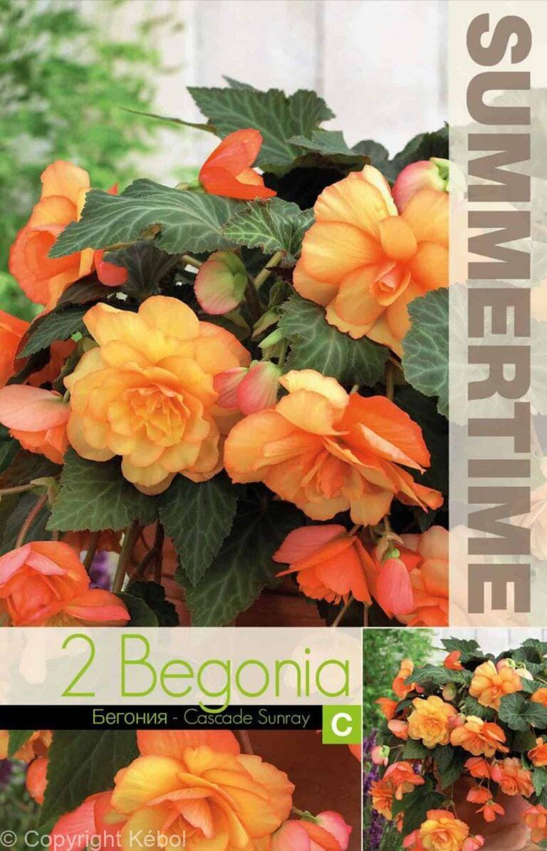Begonia Cascade Sunray - RB