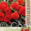 Begonia Fimbriata Red - RB