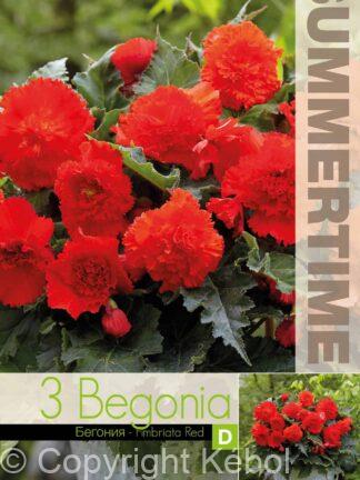 Begonia Fimbriata Red - RB