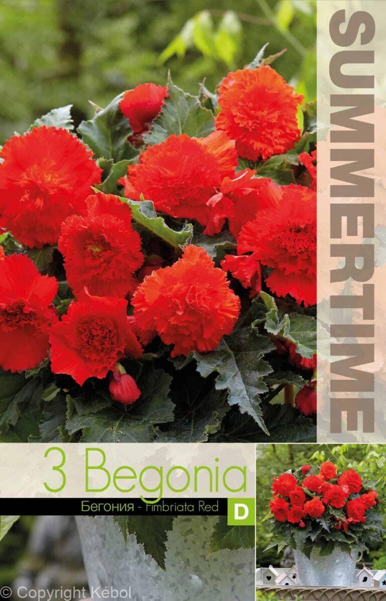Begonia Fimbriata Red - RB