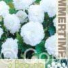 Begonia Fimbriata White - RB