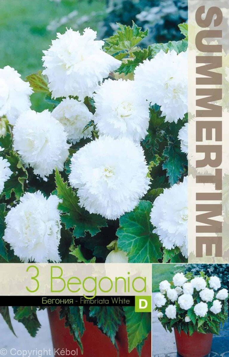 Begonia Fimbriata White - RB