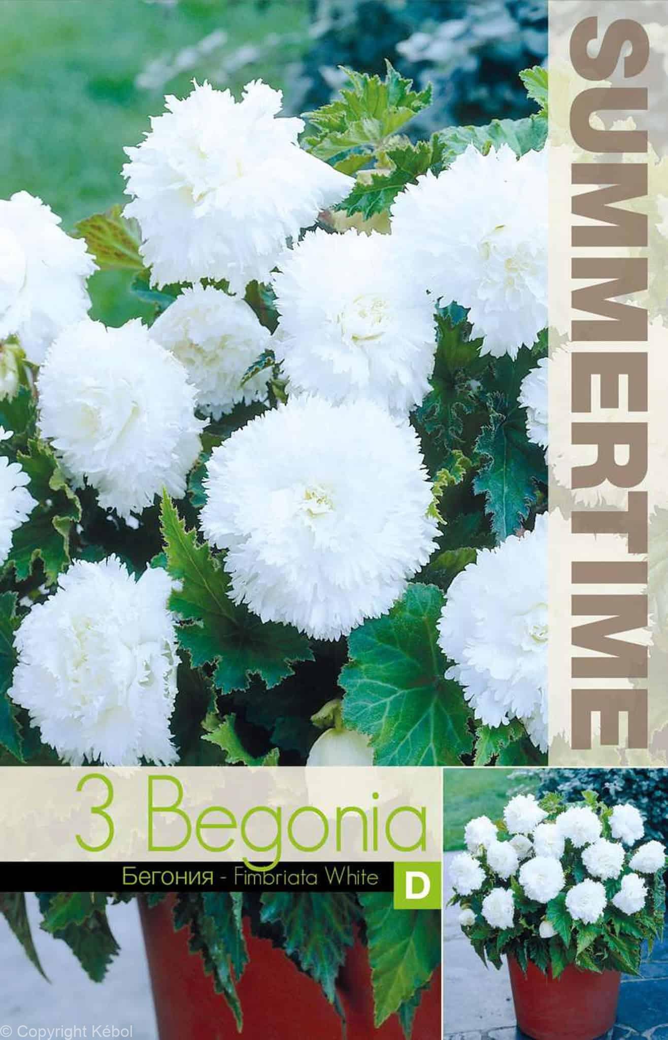 Begonia Fimbriata White - RB