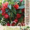 Begonia Illumination Pink - RB