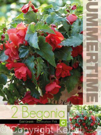 Begonia Illumination Pink - RB