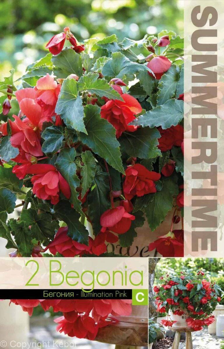 Begonia Illumination Pink - RB