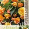 Begonia Illumination Apricot - RB