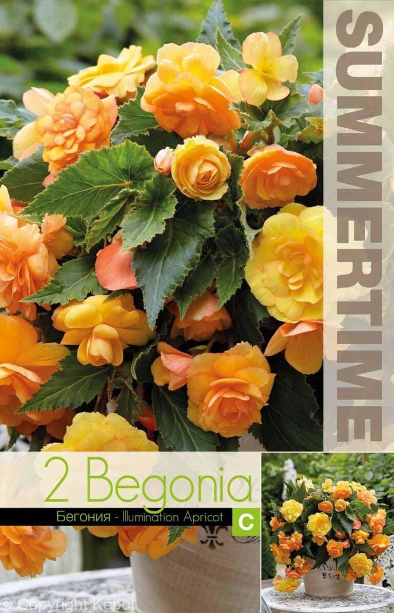 Begonia Illumination Apricot - RB