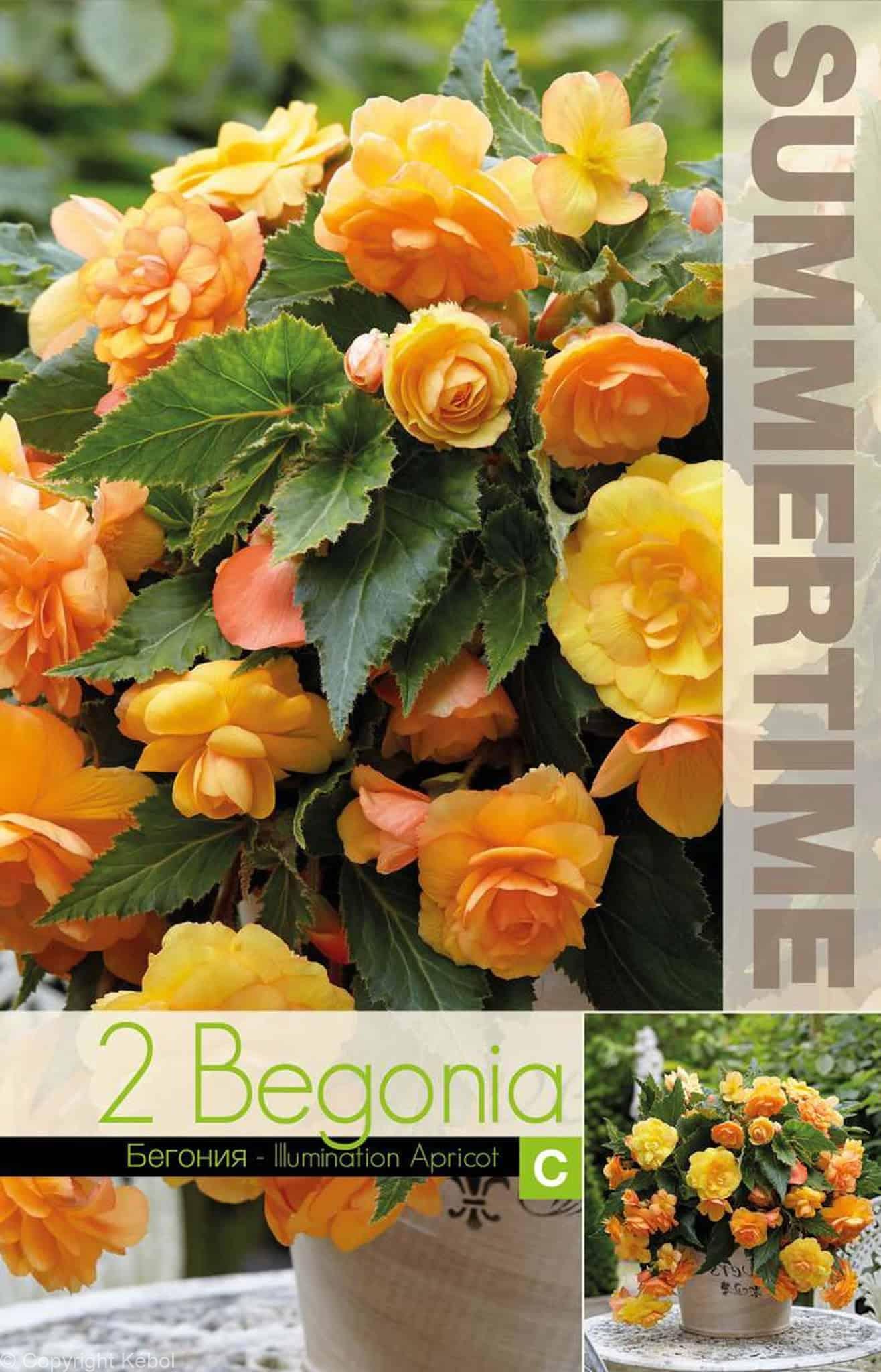 Begonia Illumination Apricot - RB
