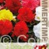 Begonia Double Mixed - RB