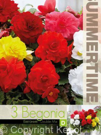 Begonia Double Mixed - RB