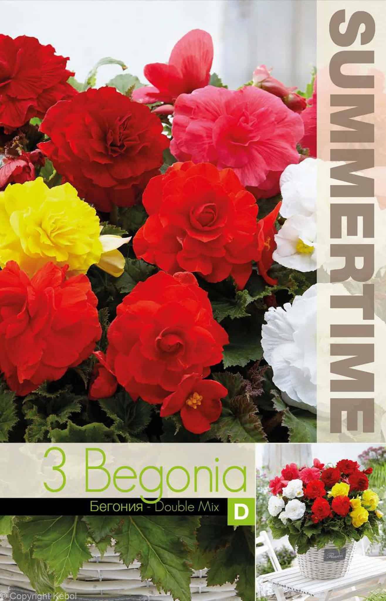 Begonia Double Mixed - RB
