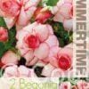 Begonia Picotee White-Red - RB